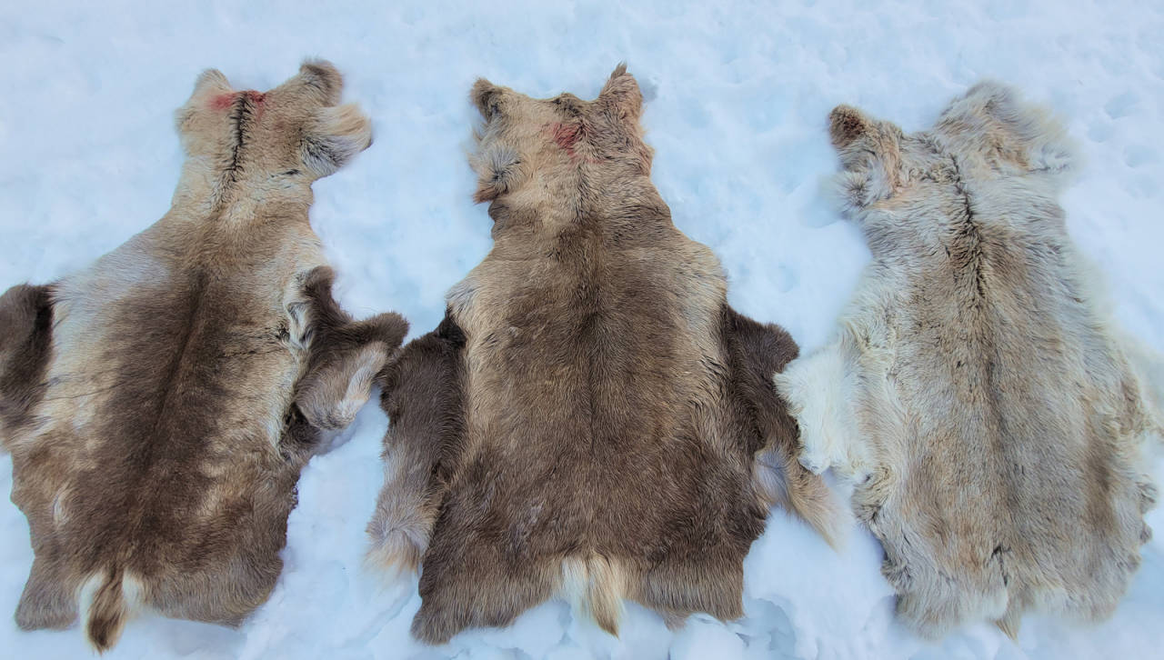 FERDIGE SKINN: Skinnene kommer i mange størrelser og farger. De hvite er sjeldnere og anses som skinn som brukes til spesielle anledninger. Foto: Therese Norman Andersen Tørket reinsdyrskinn