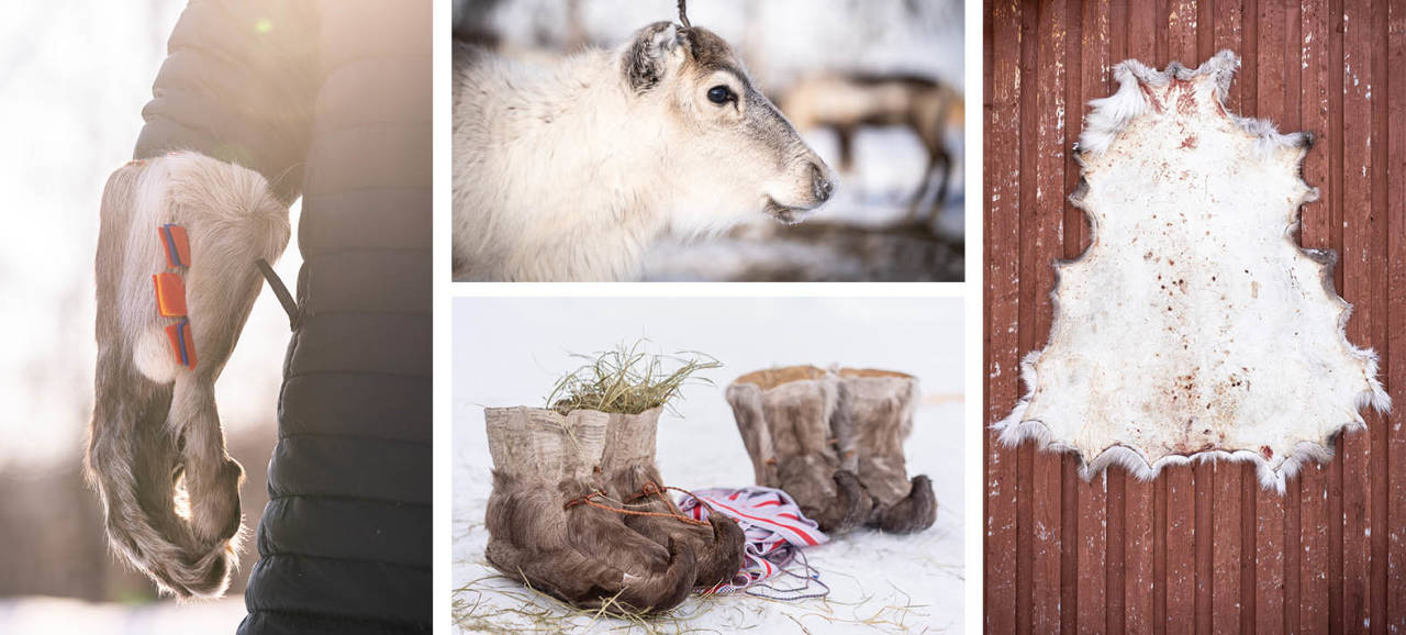 FOREDLET: Reinsdyret har til alle tider vært en viktig ressurs for samene i nord. Foto: Therese Norman Andersen reinsskinn til turbruk friluftsliv