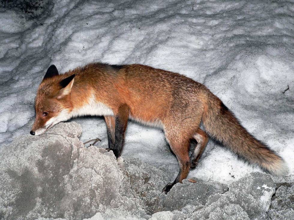 Sanser: Aldri undervurder sansene til rødreven! Den ser det minste vink og hører flua fise på 100 meter – noe den også lukter… Revejakt-4