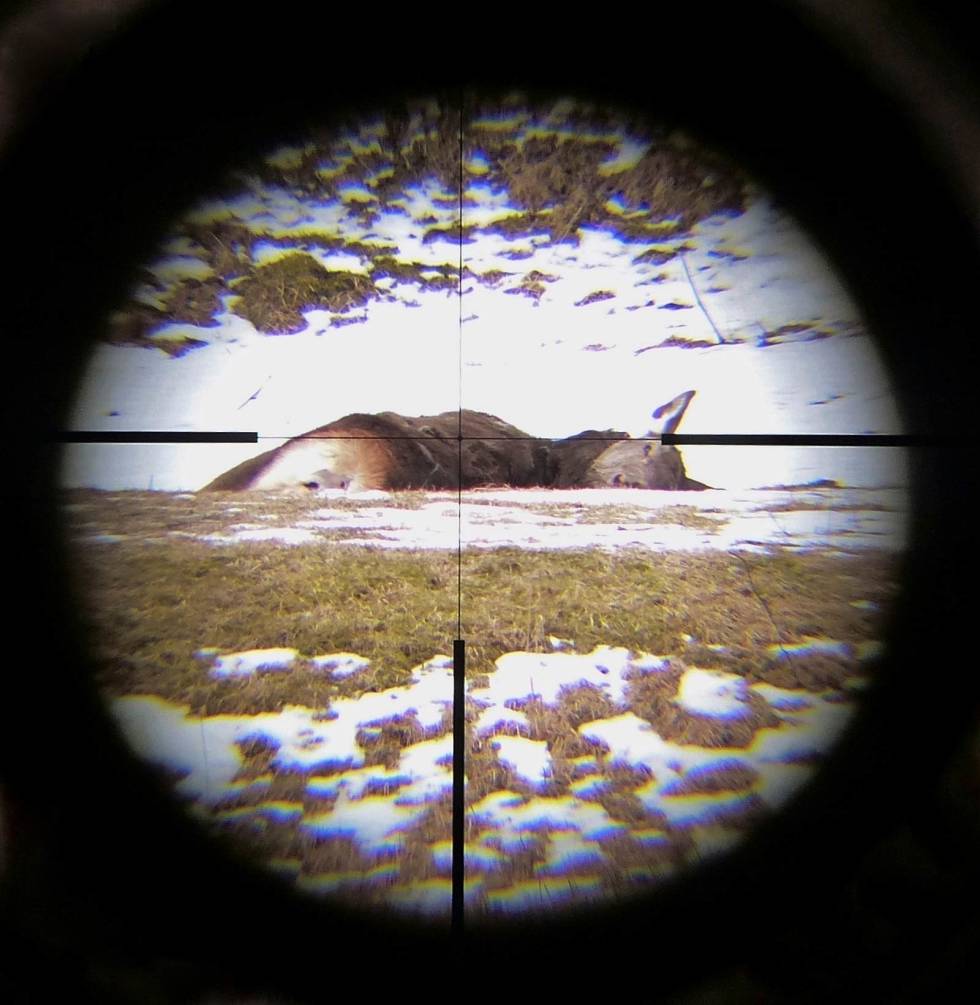 KRETSLØPET: Det har vært en hard og snørik vinter. Ei kolle som har bukka under, går tilbake til naturen som åte. Revejakt-7