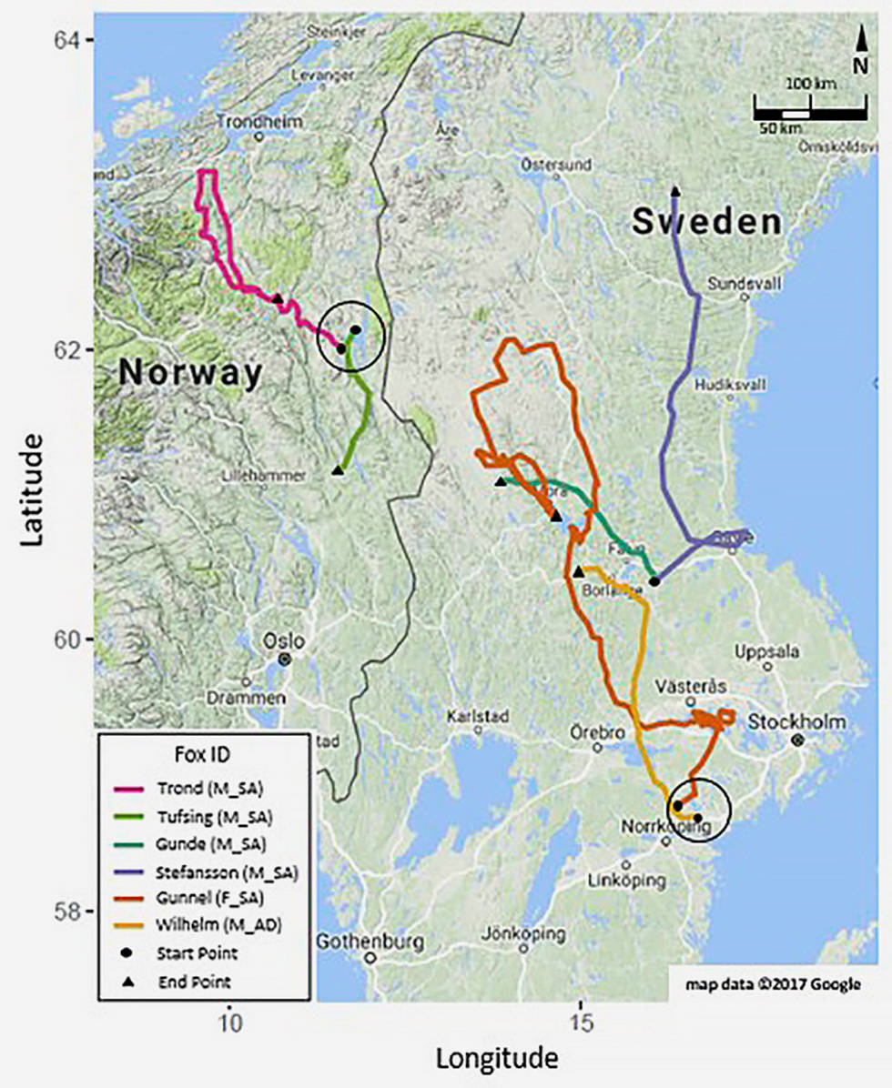 FARENDE FANT: Kartet viser vandring hos GPS-merket rev. Fra rapporten Walton/ Samelius/ Odden & Willebrand: «Long distance dispersal in red foxes revealed by GPS tracking.» Revejakt-som-viltstell-predatorkontroll-3