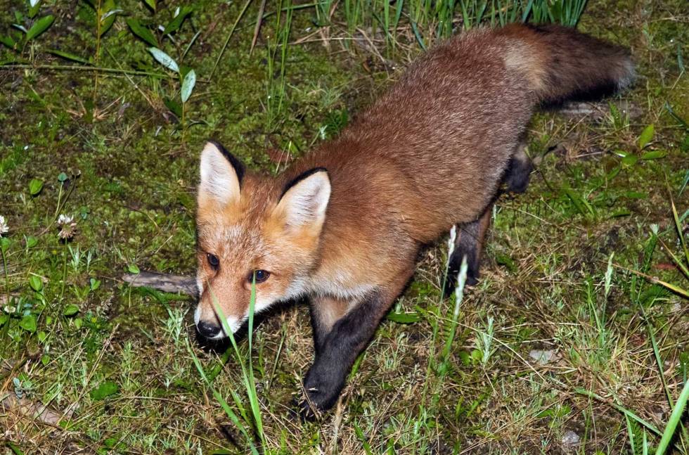 ROTLØS UNGDOM: Når ungrevene er knapt årsgamle, legger de ut på leting etter egne områder å bosette seg i. Revejakt-som-viltstell-predatorkontroll-4