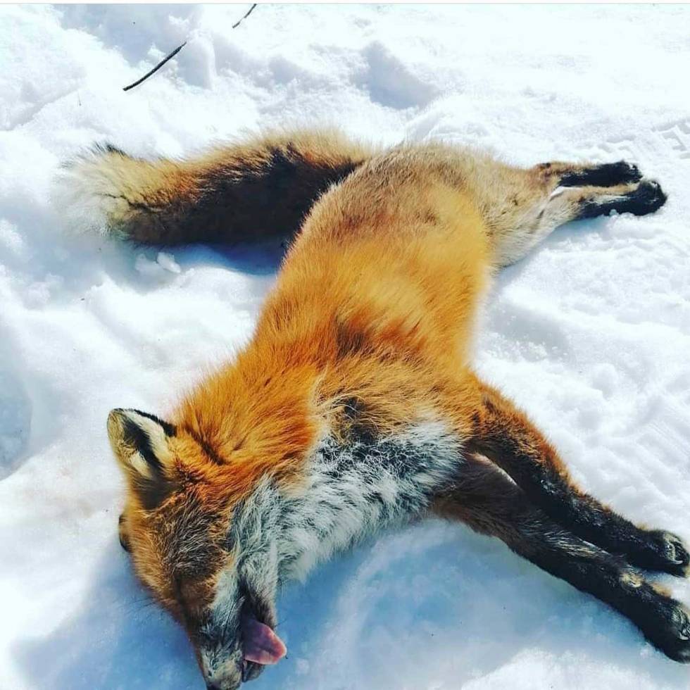 @rovdyrjakt: Gratulerer med en vellykket jakt, @sindrekb_jakt_fiske. #mittfriluftsliv #hunting #liveterbestute #norsknatur #revejakt #rev #nordichunter #nordtopp #dinjakt @jegerogfisk @jeger.no Rovdyrjakt