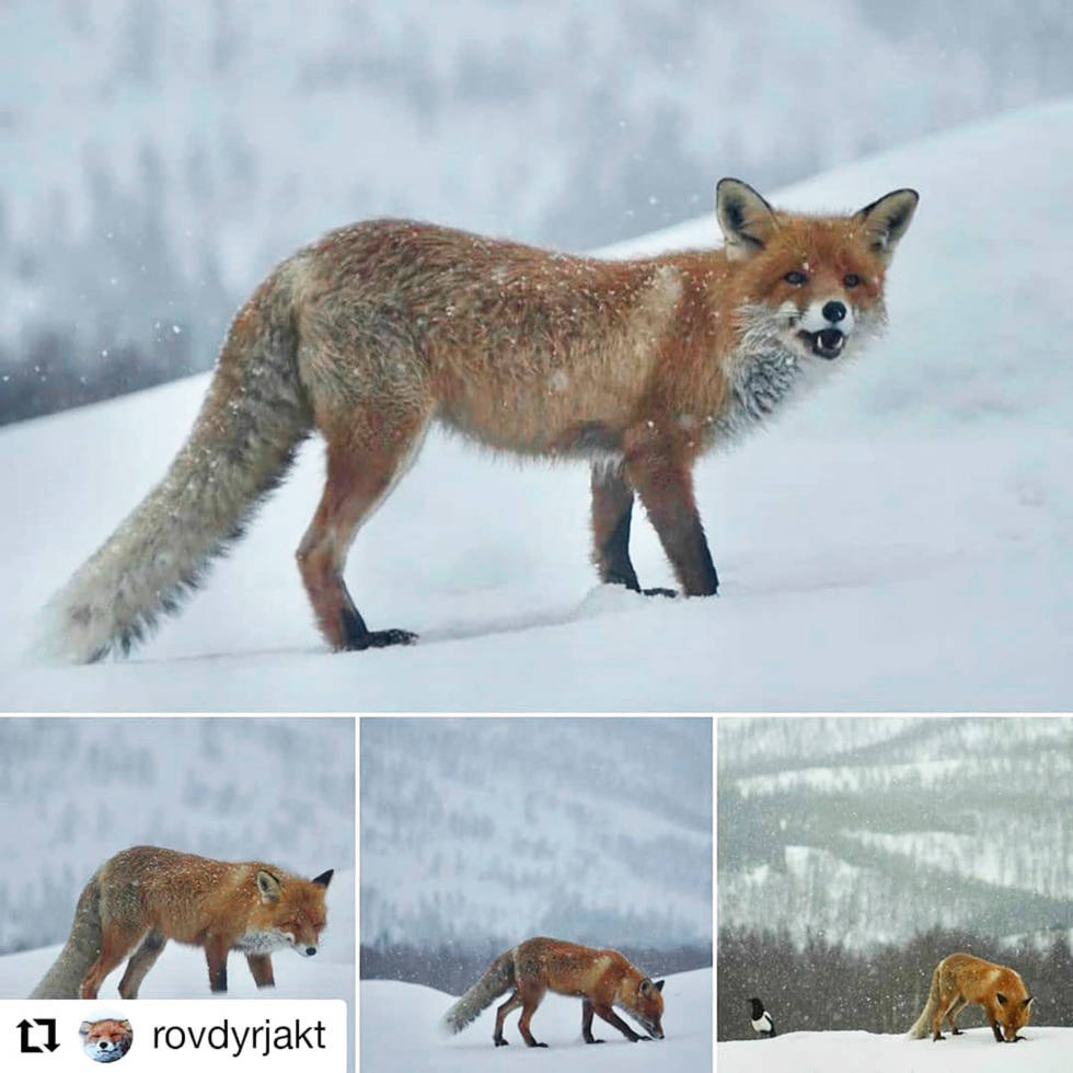@rovdyrjakt: For noen fantastiske bilder @kristinestrom!! Når jaktsesongen er over, kan man nyte synet av de vakre dyrene og skyte med kameraet isteden rovdyrjakt