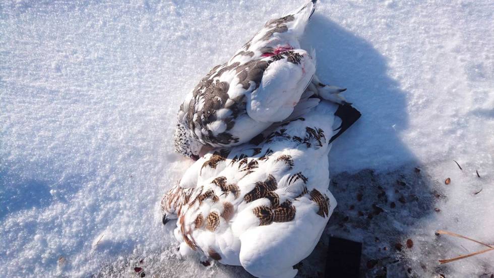 En av hver: I løpet av minutter får jeg dagens to skuddsjanser, og det blir ei lirype og ei fjellrype. Rypejakt-3