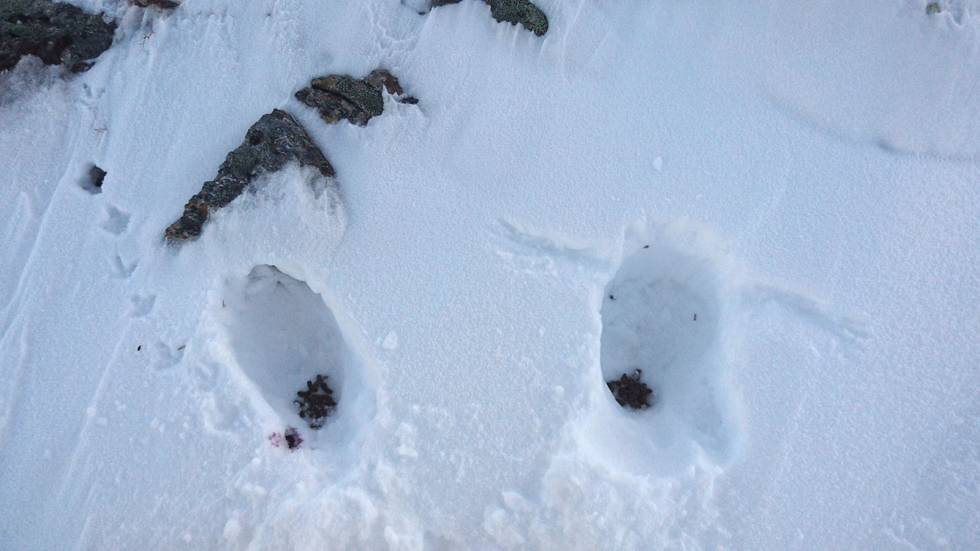 Lun seng: Rypene har ikke noe i mot snø. Men nå gjelder det å følge med! Rypejakt-6