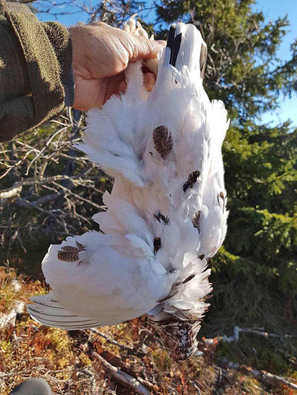 Rypejakt-Eggedal-2