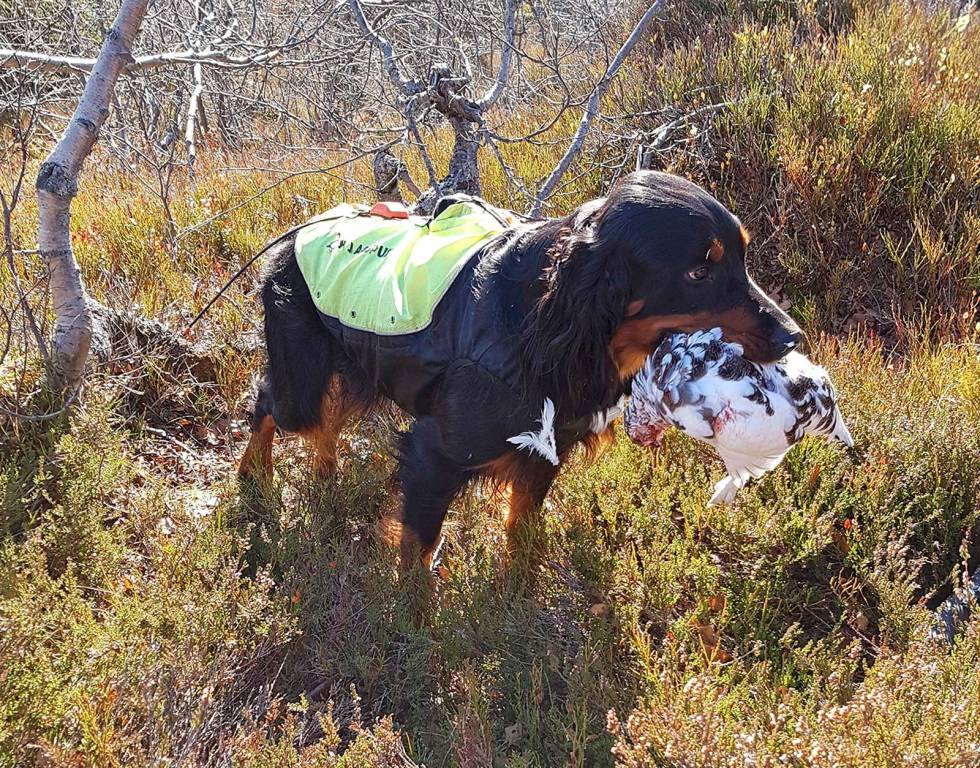 APPORT: Alltid godt å ha en hund som kan kunsten å hente fugl, ikke minst når vingeskutt rype løper unna på beina. Rypejakt-Eggedal-3