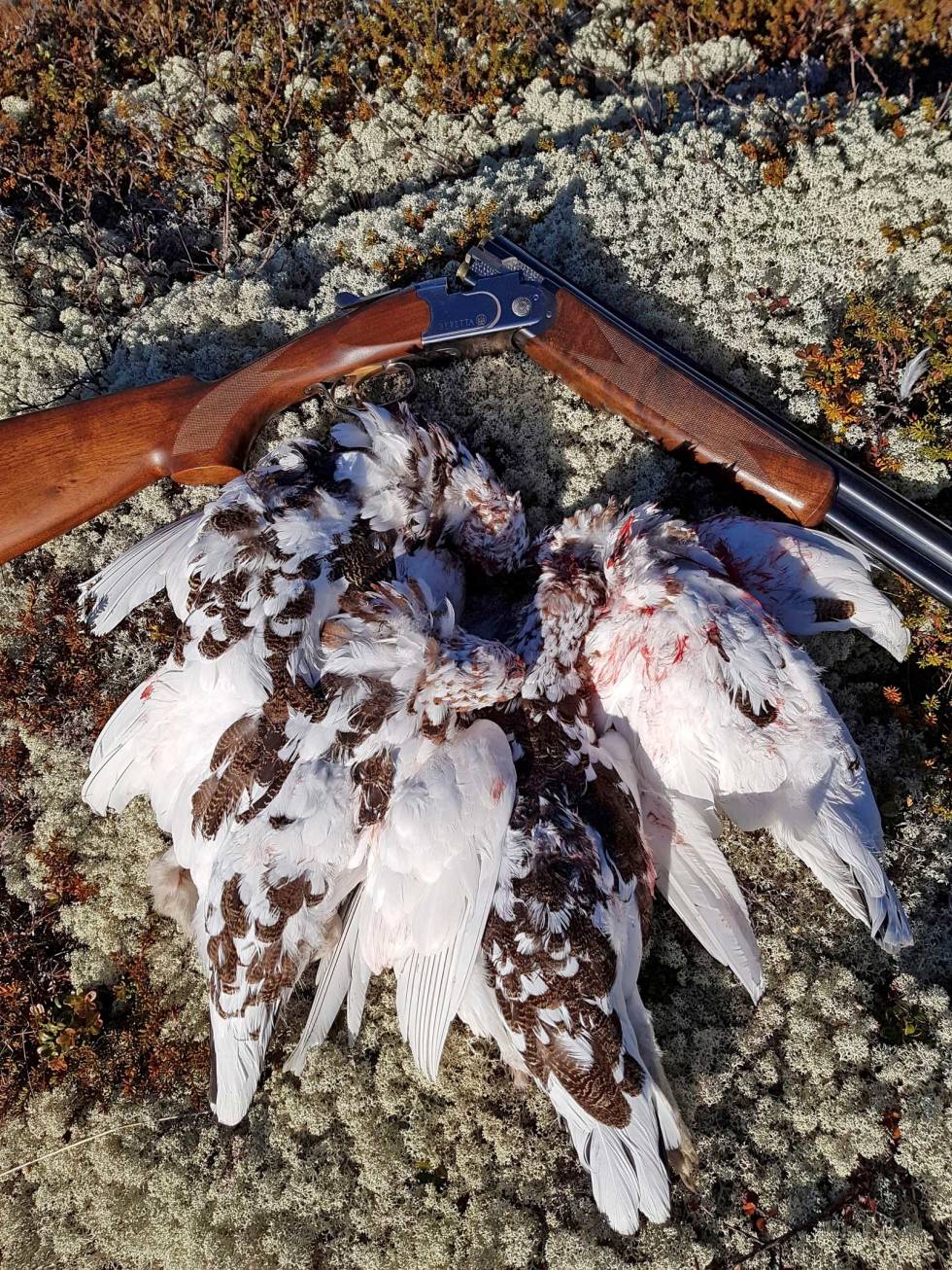 BEHOV FOR MER VITEN: Økologi og klimaendringer i fjellet påvirker bestandsutviklingen av rypa mer enn vi tror. Rypejakt-Eggedal-6