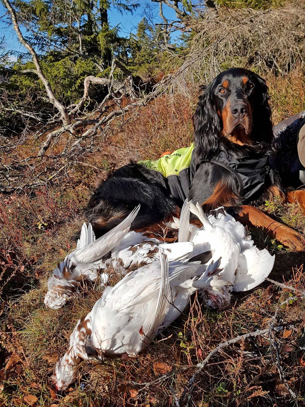 KOSESTUND: Uventet godt med ryper og en dyktig gordonsetter, kan en ha det bedre? Rypejakt-Eggedal-7