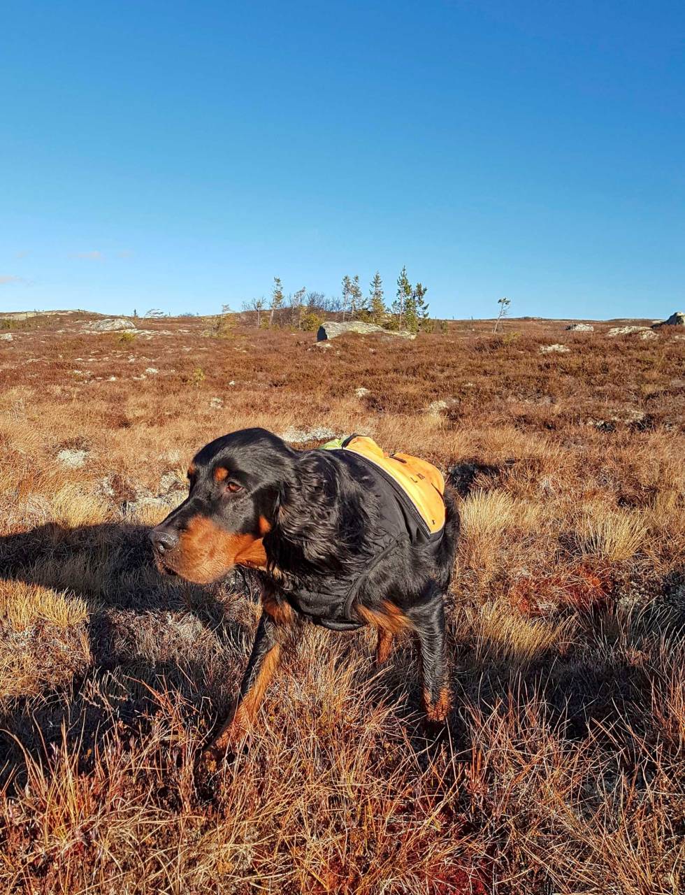 LIFLIGE LUKTER: Barac er ikke i tvil, her trykker det rype i lyngen! Rypejakt-Eggedal-8