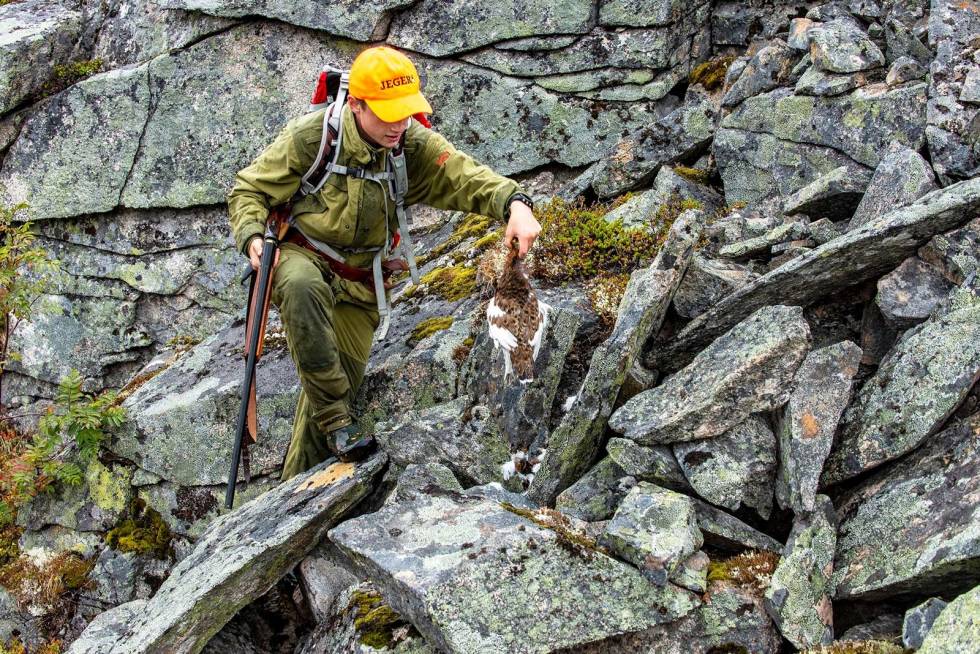Lettføtt i ura: Den første rypa kan plukkes opp fra steinura. Sannelig ble det fangst på første sjanse! Rypejakt-Kårvatn-Trollheimen-2
