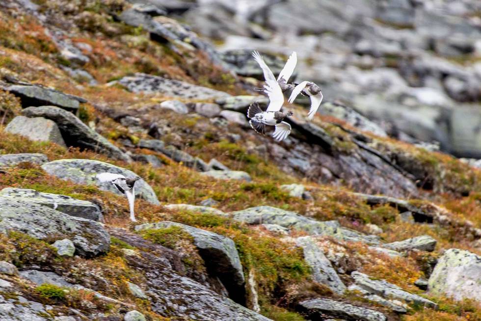 Lett fugl: Det blir snart flere sjanser, og Erik viser seg å være rask med børsa, til tross for at fuglen sitter lett. Rypejakt-Kårvatn-Trollheimen-4