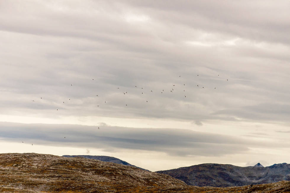 Fugl og fjell: Ryper, flokk på flokk med fjellryper, akkurat slik vi har drømt! Men de er sky og letter på lange avstander før de forsvinner i det fjerne. Slik er det ofte med fjellrypa, og det må den nye jegeren lære. Rypejakt-Kårvatn-Trollheimen-5