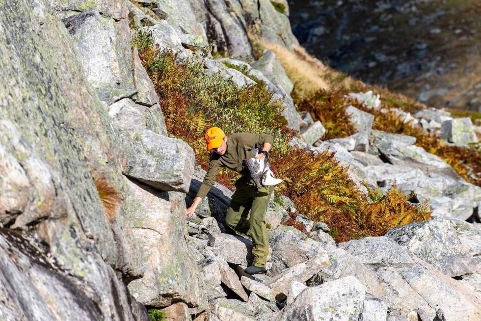 Double i ura: På vei ned får Erik en ny sjanse, og utrolig nok topper han dagen med en double denne gang! Han må klatre i steinura for å hente fuglene. Rypejakt-Kårvatn-Trollheimen-6