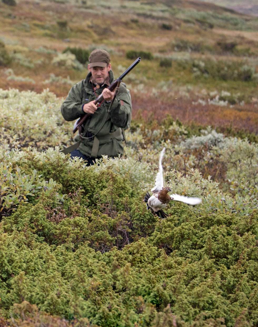Fugl i farta: Lengre nede finner vi fuglen. Det blir noen raske situasjoner i kjerrene. (Ill.foto: Bernt Østhus) Rypejakt-Støkkjakt-2