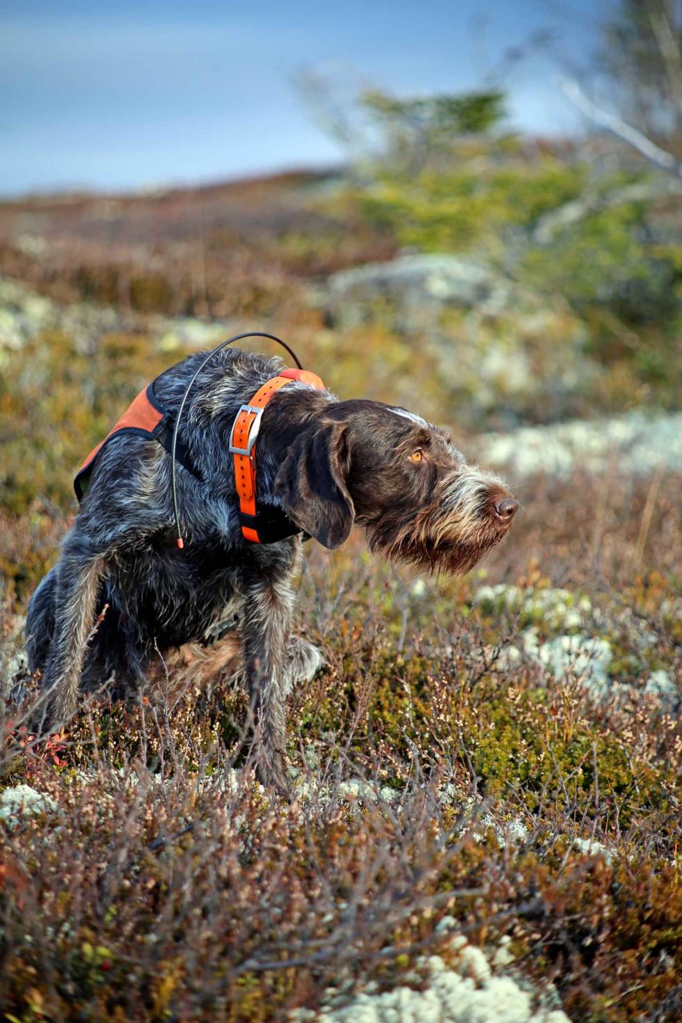 Seige sekunder: Det holder hardt å sitte stille når man bare VET at det ligger en varm fugl og venter på å bli apportert. Rypejakt-Trillemarka-6