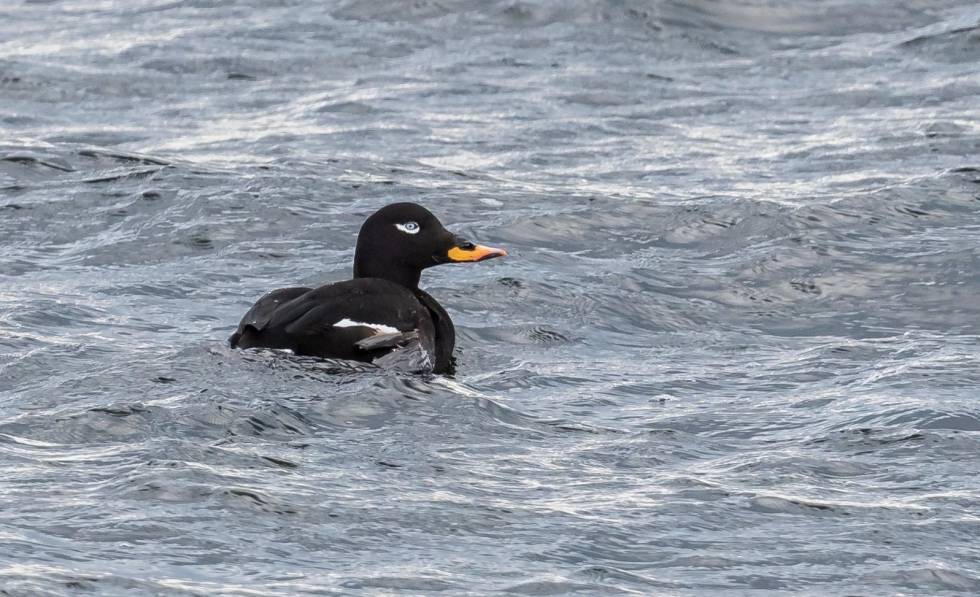 SALTSTEIN LOCAL: Sjøorre Melanitta fusca er en av de utrydningstruede fugleartene på Saltstein og Mølen. Hekker i innlandet, men trekker ut til kysten for å myte og overvintre. Sjøorre Melanitta fusca. Hekker i innlandet, men trekker ut til kysten for å myte og overvintre.