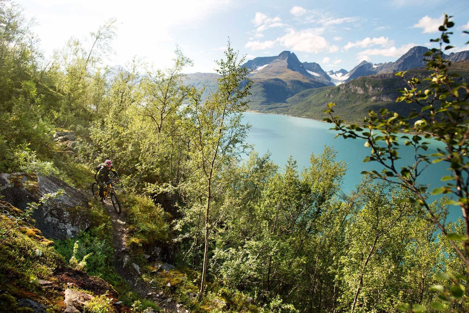 Skjult skatt: I den tette bjørkeskogen tar David Skirnisson seg ned, uvitende om utsikten som ligger over- og bak trærne. Fotografen klamrer seg til en bjørketopp, og får med seg alt. Skibotn-Stisykling-4