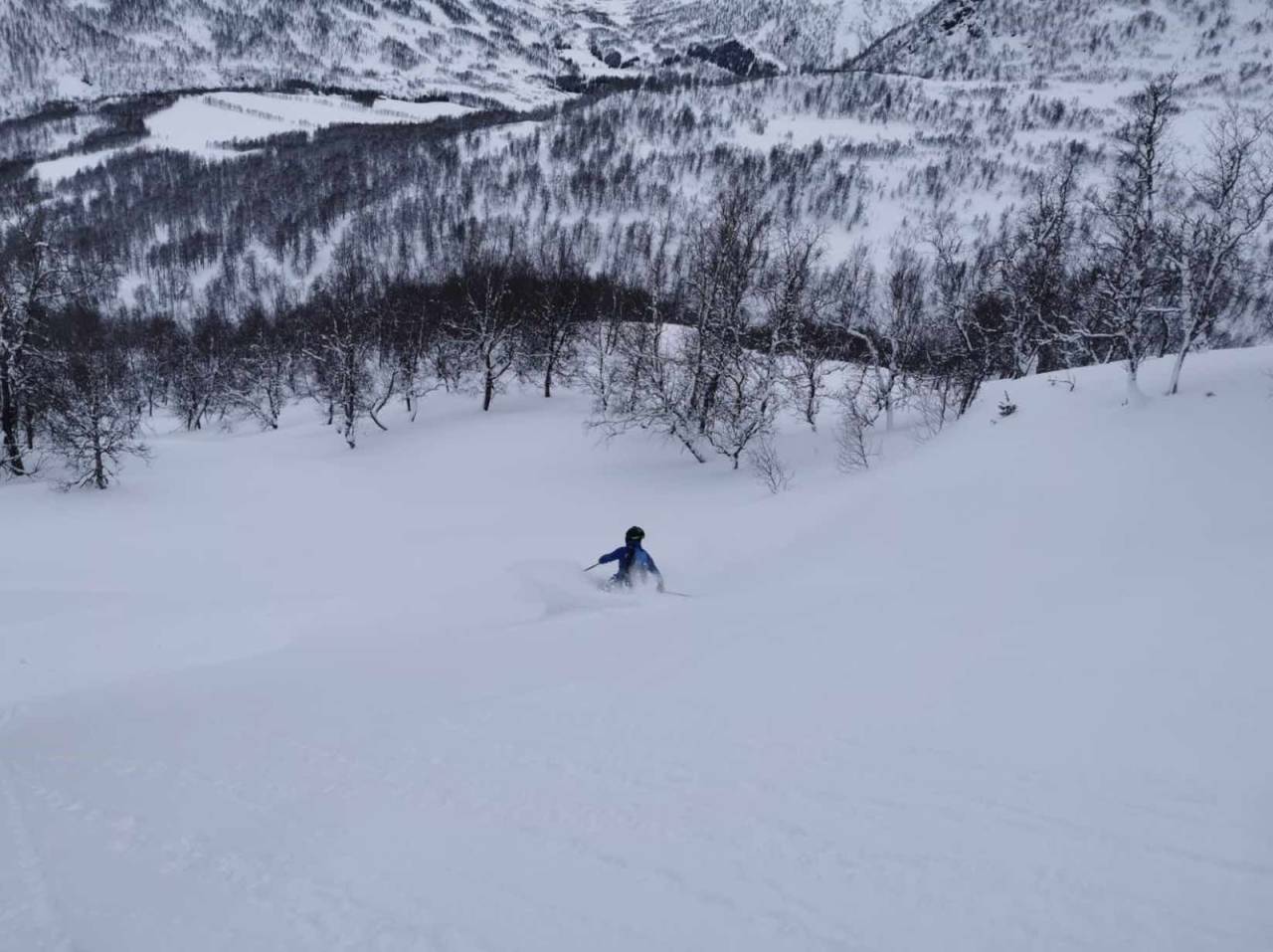 Open og leiken bjørkeskog i Jordalen Foto: Hans-Inge Klette Skogskjøring Jordalen Voss Myrkdalen pudderkjøring