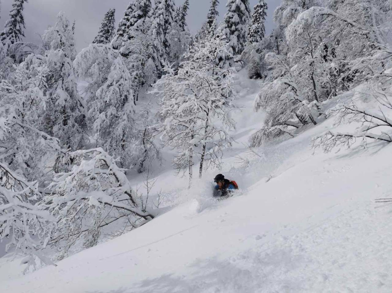 Djupe og herlege forhold i skogen på Voss Skogskjøring voss myrkdalen topptur pudderkjøring