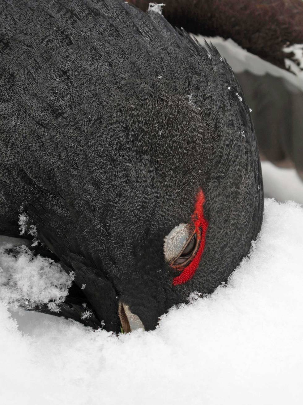 Vakker fugl: En nyfelt tiur i kald vintersnø er et vakkert skue. Skogsfugljakt-Tiur-Sverige-6