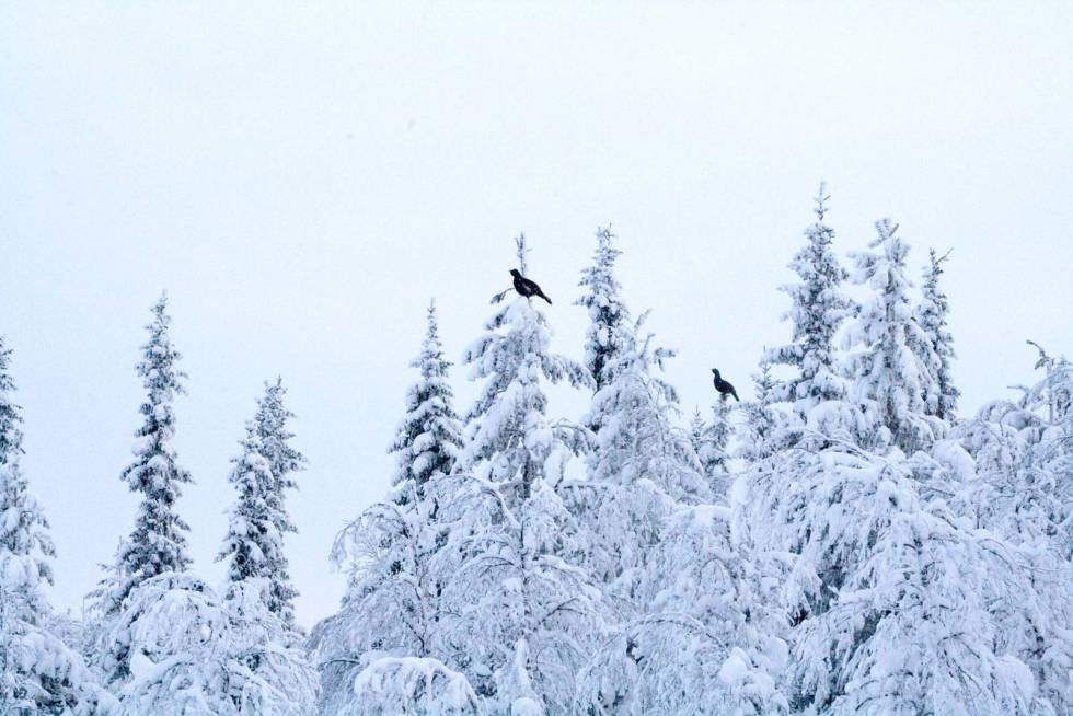 Speiderne: Selv om du ser tiurene i toppen, vær mer oppmerksom på å lete etter dem som sitter under. Det er de som kommer til å blåse skuddsjansen din. Skogsfugljakt-Tiur-Sverige-7