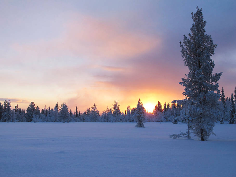 Vinterstille:Ikke glem å nyte naturopplevelsene under jakta også! En taus vintermorgen kledt i tung snø er et mektig skue, særlig når du finner tiuren i topp. Skogsfugljakt-Tiur-Sverige-8