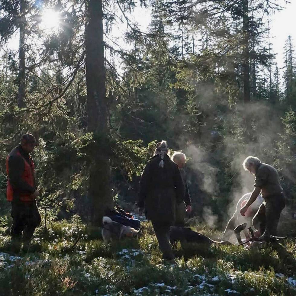 @skogsjef: På fallet. En flott og begivenhetsrik helg er over. Et lag er aldri sterkere enn sitt svakeste ledd. Og de sterkeste må løfte de svakere, slik at vi sammen når våre mål. Jeg er ikke den sterkeste, men prøver å lære av de rundt meg. Kanskje kan jeg lære dem noe en dag. #elgjakt #jeger #jaktlag #samarbeid #elgfall #løshundjakt #norskelghundgrå #jentersomjakter #hunting #moosehunting skogsjef