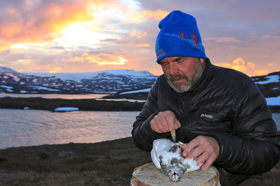Nyfelt i felt: Jørn skjærer ut bryststykker, klokkeklar på at rypemiddag skal turfolket ha hver dag. – Det er min filosofi, og aller best smaker rypa når den stekes i felt, sier Hauglid. Småviltjakt-med-rifle-rype-7