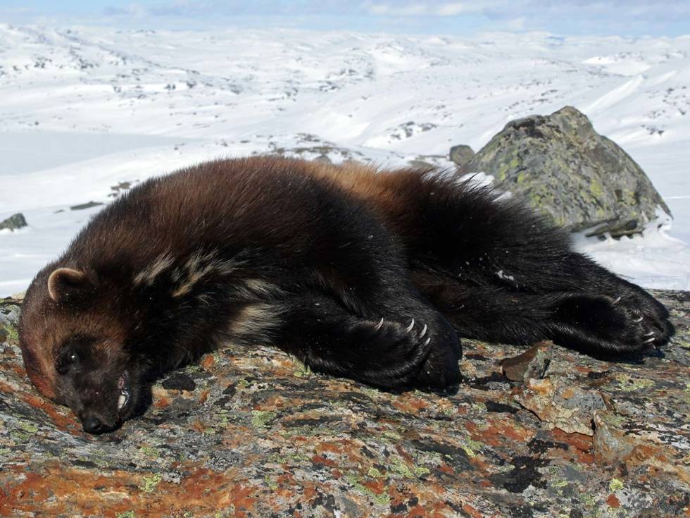 Leder i rovviltutvalget for Surnadal og Rindal kommune mener det er nødvendig at SNO kommer på banen i slutten av den ordinære lisensjakta for å sikre mest mulig uttak av jerv før ynglingen. Bildet viser en annen jerv skutt i Bykle. Foto: Miljødirektoratet / SNO SNO jerv bykle