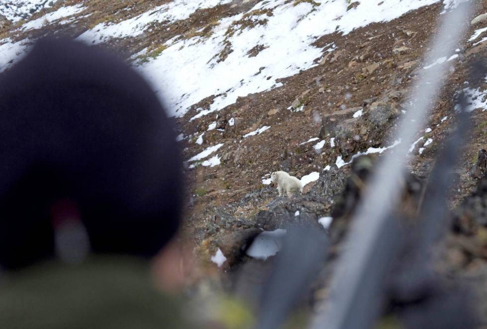Lur arvtaker: Poul er i posisjon. En ung bukk ser ut til å oppdage dem, men avslører heldigvis ikke jegerne før den eldste bukken er felt. Snøgeit-jakt-i-Canada-4