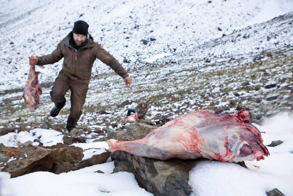 Kjøttjakt: Brukbart kjøtt skal berges, noe alle må bidra til. Skribenten fikk også føle strabasene på kroppen da returen ikke gikk helt etter planen. Snøgeit-jakt-i-Canada-5