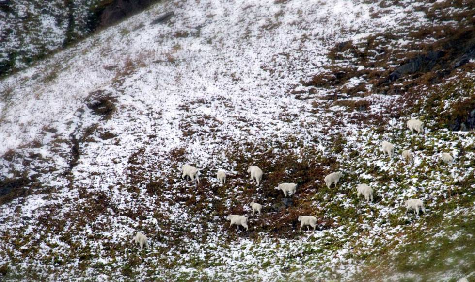 Hvit muskelbunt: Pouls fasinasjon for snøgeita som viltart og jaktobjekt gir mening når du først har sett det imponerende fjelldyret. Snøgeit-jakt-i-Canada-6