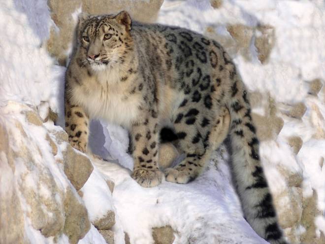 SNØLEOPARD: Snøleoparden minner mye om leopard, men den nærmeste nålevende slektningen er faktisk tigeren. Foto: Wikipedia SNØLEOPARD