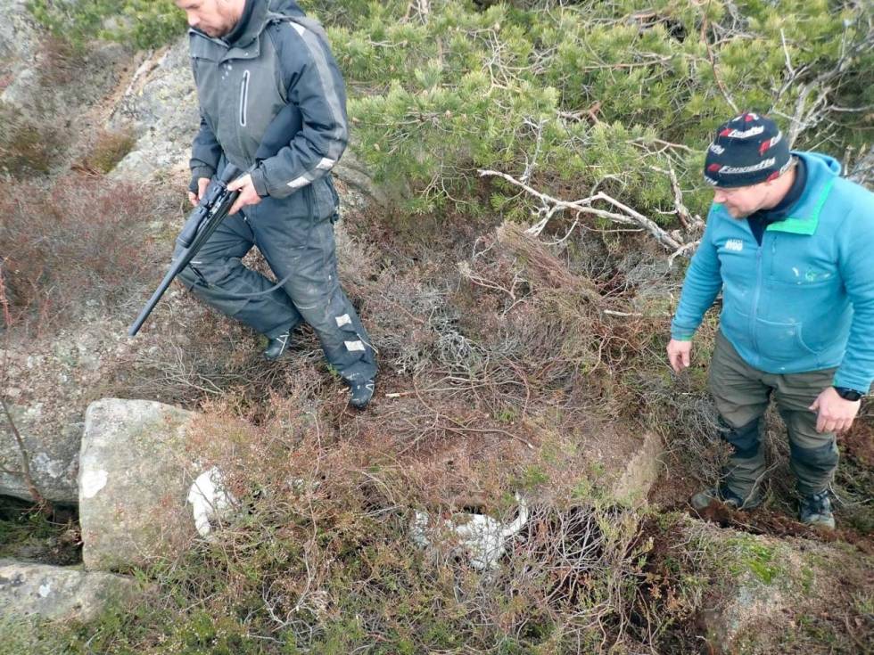 Full musikk: Terrierne holder minken i sjakk under Bernt Emils påsyn mens Torbjørn (t.v) gjør seg klar for skudd. sonate-for-to-terriere-og-en-basset-crop1280