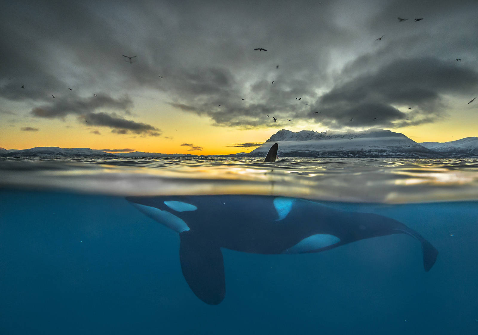 VERDENSKJENTE MOTIVER: Audun Rikardsen er særlig kjent for sine undervannsfotografier, her av en spekkhogger. Foto: Audun Rikardsen VERDENSKJENTE MOTIVER: Audun Rikardsen er særlig kjent for sine undervannsfotografier, her av en spekkhogger. Foto: Audun Rikardsen