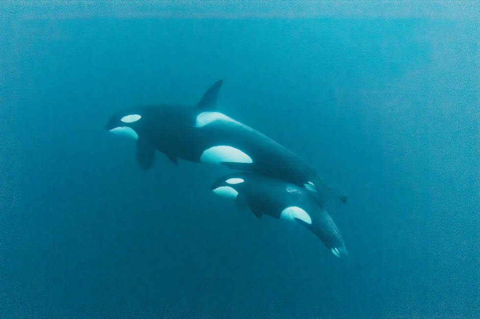 FAMILIE: Spekkhoggerne lever i familiegrupper på flere individer. Foto: Kari Schibevaag spekkhoggere fugler lofoten