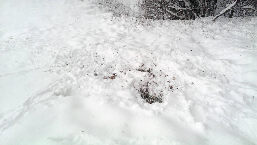 GODE BEITEFORHOLD: Inntil snødybden er gode 40 centimeter, klarer rådyrene å sparke seg ned til marksjiktet. Deretter må de over på blåbærlyng, knopp og kvist. Sporsnøjakt-rådyr-4