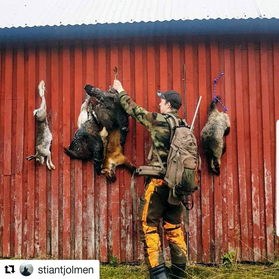@stiantjolmen: Noen uforglemmelige dager i skogen #jakthund #tiur #rype #rev #grevling #hare stiantjolmen