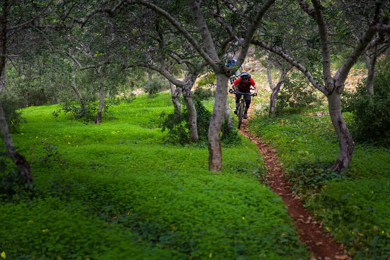 Grønt er skjønt:: Anders Samnøy jager fart i den irrgrønne skogen i Algarve. Stisykling-i-Portugal-2