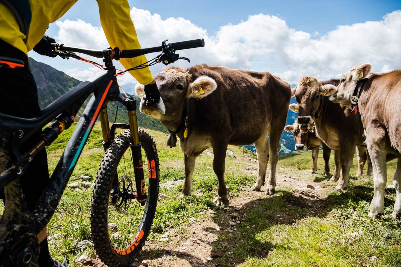 KUKONTROLL: Det er ikke spesielt trangt på stiene rundt Lenzerheide, men av og til er kyrne som beiter på fjellet nysgjerrige og vil hilse på. Stisykling-i-sveits-Lenzerheide-4