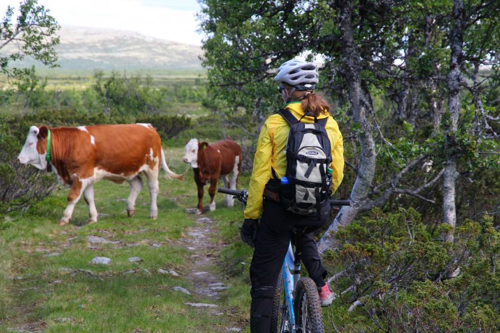 TRAFIKKKORK: Regn med å treffe kyr og sau underveis, og glem ikke å vis hensyn til dem! Foto: Øyvind Wold stisykling øyerfjellet tips