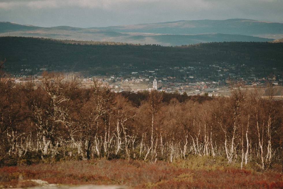 FORLOKKENDE SKOG: Det er mellom disse bjørketrærne mye av magien skjer på Røros.Foto: Kristoffer H. Kippernes stisykling røros tips