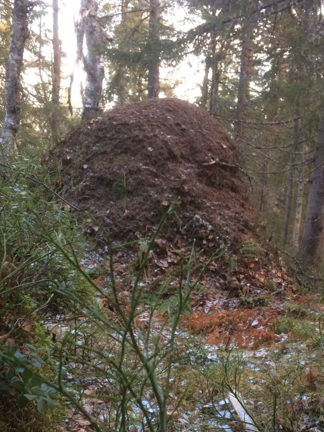 Det finnes ingen formell liste over hvor de største og eldste maurtuene ligger i marka, men dette må være en av de største. Foto: Anders Skaiå oslos største maurtue