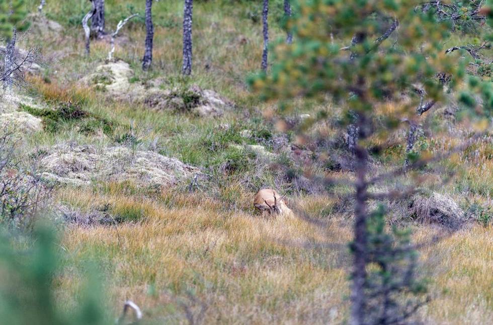 Bukken stuper i smellen og blir liggende. Storviltjakt-Nordmøre-10