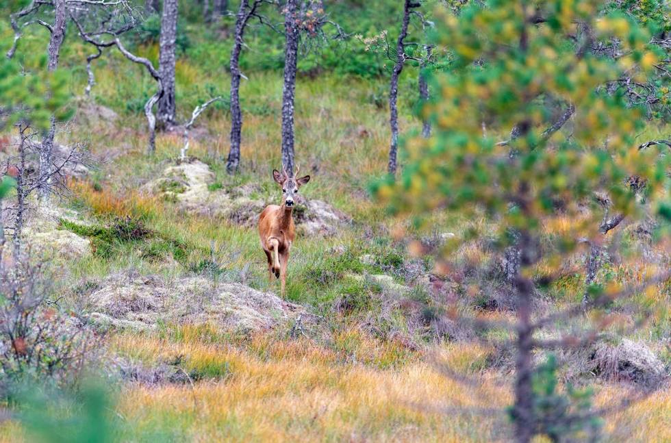 Etter et blikk tilbake, fortsetter den med stø kurs framover mot oss. Storviltjakt-Nordmøre-8