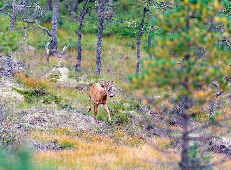 Da smeller det fra rifla til Thomas Holmeide. Storviltjakt-Nordmøre-9