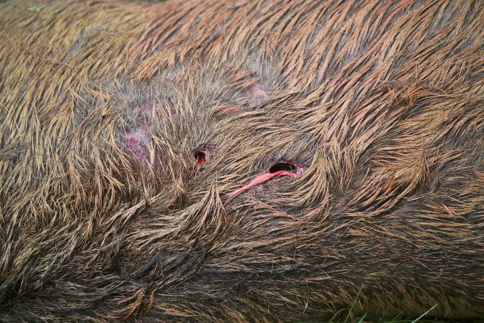 Dyrt spart:Billig ammunisjon gir kostbare skudd. Til tross for to gode treff, gikk denne hjorten over en kilometer før den ble avlivet. Ikke spar penger på ammo! Storviltjakt-riktig-ammunisjon-6