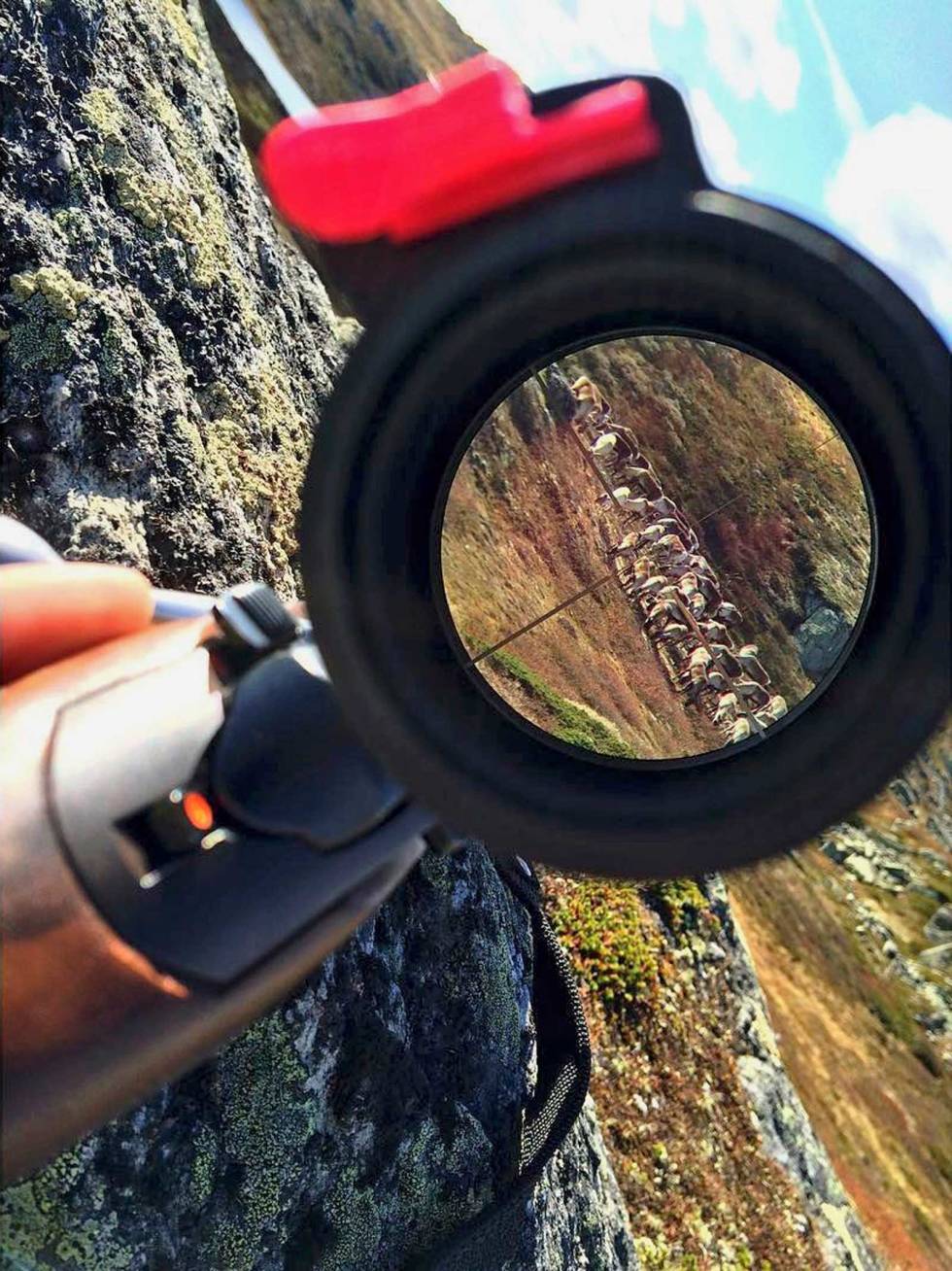 @sunnivalillesund: Fy søren, så rått! #høst #reinsjakt #råskap #nyterlivet #althåperute #jaktjenter #norgesjegere #norefjell #jaktbilder #jfof #nordichunter #njffjenter Sunnivalillesund